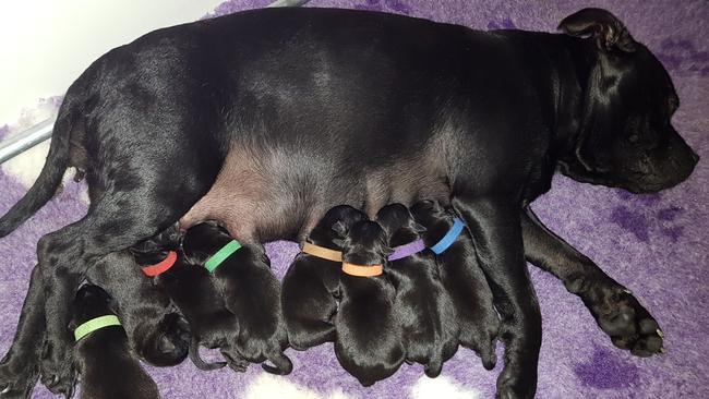 Katrina Coulson's staffy gave birth to nine male puppies — a one in 50 occurrence. Picture: Supplied