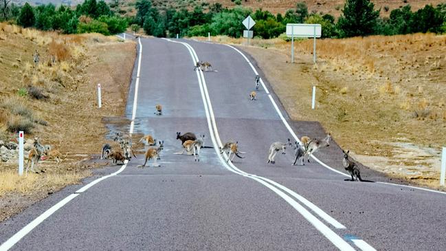 Kangaroos on Blinman Road in the Flinders Ranges. Picture: Phil Coleman/Outback Imaging