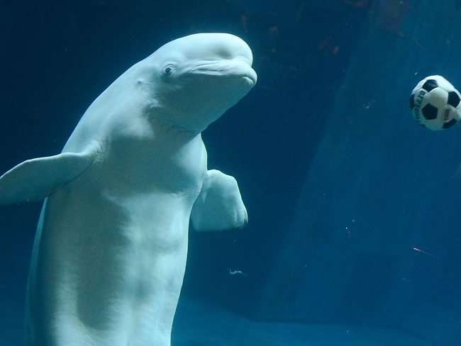 These cheeky beluga whales are having a ball | news.com.au — Australia ...