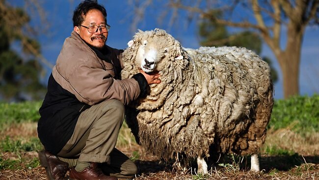 Vietnamese refugee’s last-ditch bid to save his beloved pet sheep ‘Baa ...