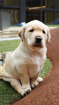 Sneak peek inside Guide Dogs Victoria's new sensory centre in Kew