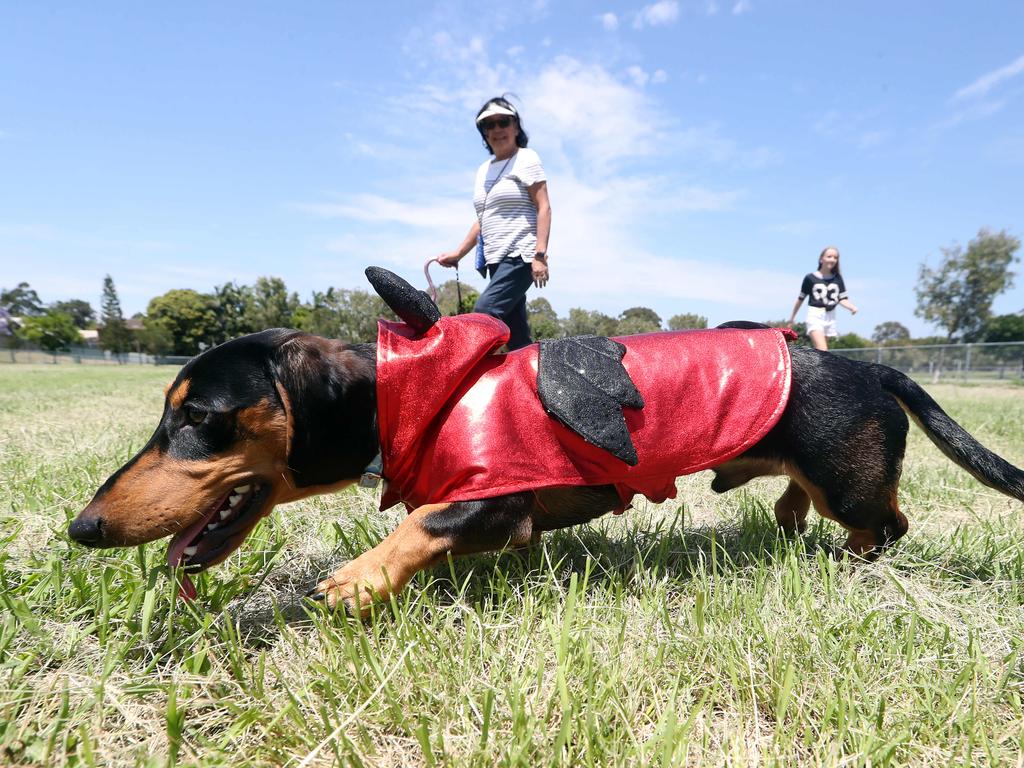 Sausage dog 2024 dressed up