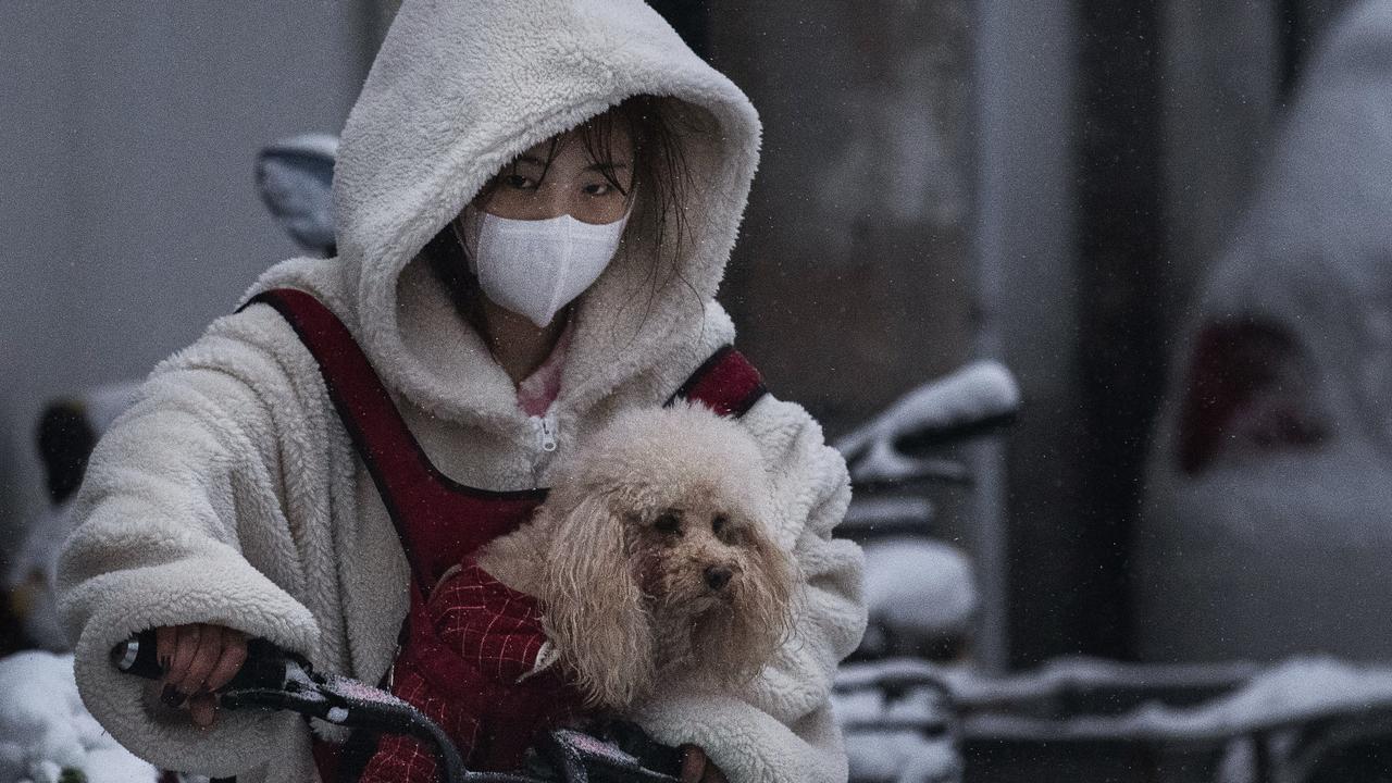BEIJING, CHINA - FEBRUARY 06: A Chinese woman wears a protective mask as she carries her dog on a bike  in the street on February 6, 2020 in Beijing, China. The number of cases of a deadly new coronavirus rose to more than 28000 in mainland China Thursday, days after the World Health Organization (WHO) declared the outbreak a global public health emergency. China continued to lock down the city of Wuhan in an effort to contain the spread of the pneumonia-like disease which medicals experts have confirmed can be passed from human to human. In an unprecedented move, Chinese authorities have put travel restrictions on the city which is the epicenter  of the virus and municipalities in other parts of the country affecting tens of millions of people. The number of those who have died from the virus in China climbed to over 564 on Thursday, mostly in Hubei province, and cases have been reported in other countries including the United States, Canada, Australia, Japan, South Korea, India, the United Kingdom, Germany, France and several others. The World Health Organization has warned all governments to be on alert and screening has been stepped up at airports around the world. Some countries, including the United States, have put restrictions on Chinese travelers entering and advised their citizens against travel to China. (Photo by Kevin Frayer/Getty Images)