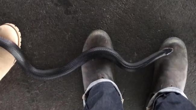 A red-bellied black snake crawls over my boots. Picture: Nathan Davies