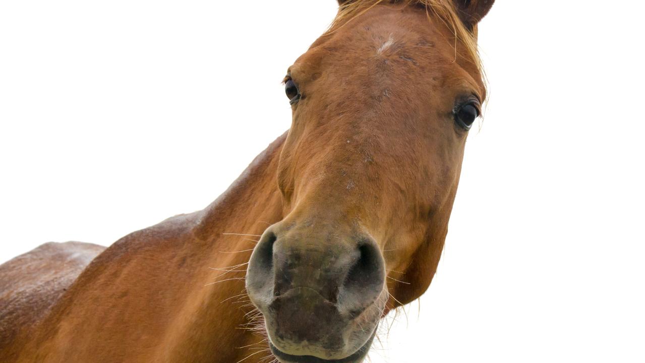 Young woman injured after being crushed by horse