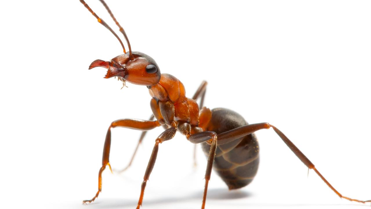 Ant infestation plagues northern Gold Coast homes | Gold Coast Bulletin