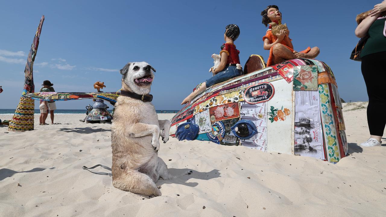 Swell Festival at Currumbin. Instagram dog Meercat Milly tries to become part of the work the work "Dunes of Resilence " Picture Glenn Hampson