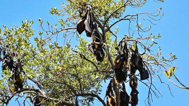 The flying fox colony is ‘increasing rapidly’ which is causing havoc on the state’s power networks. Picture: NCA NewsWire / Brenton Edwards