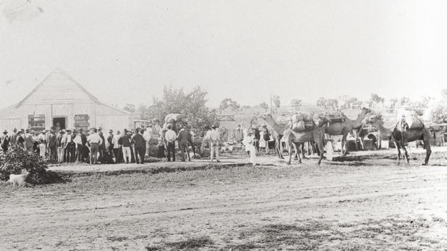 Camels arrive with supplies in Cunnamulla. Picture: State Library of Queensland