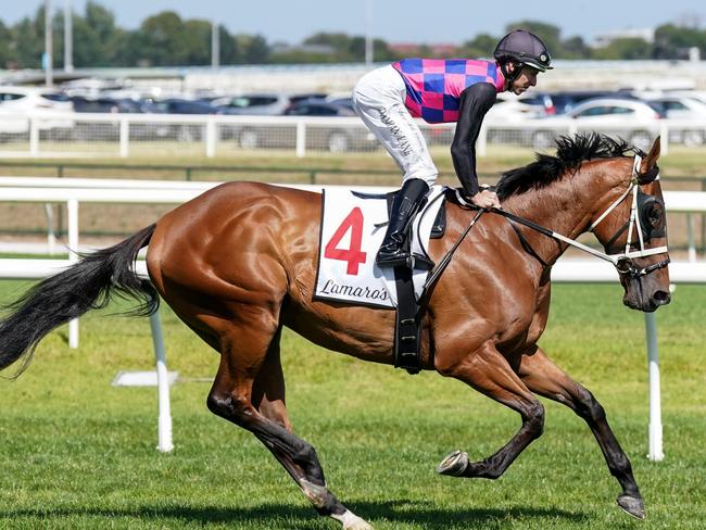 Dom To Shoot on the way to the barriers prior to the running of  the Lamaro's Hotel Futurity Stakes at Caulfield Racecourse on February 24, 2024 in Caulfield, Australia. (Photo by Scott Barbour/Racing Photos via Getty Images)