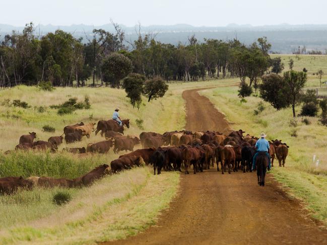 Cattle being farmed to produce organic beef for meat brand Cleaver's Organic.