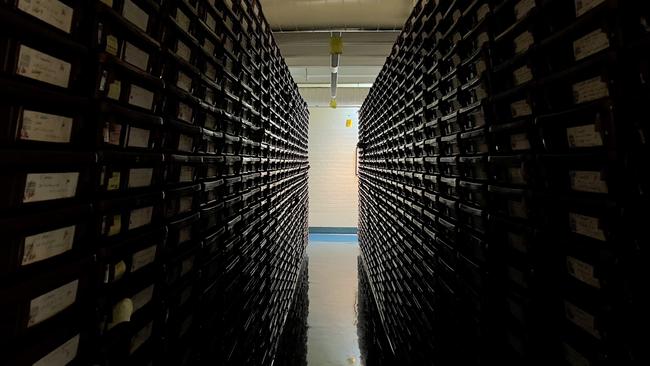 A half torso of a woman has been spotted in these stacks at the Herbarium. Picture: Benedict Brook/news.com.au