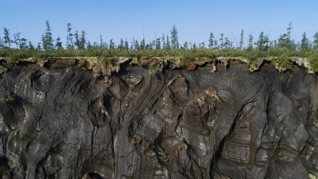 Carbon credits can be created by planting trees. Picture: National Geographic