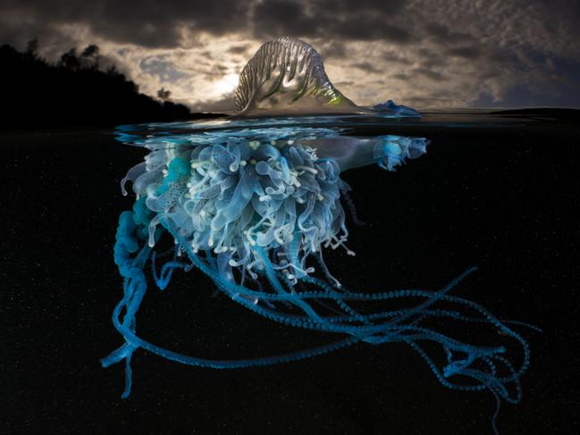 EMBARGO FOR TWAM, 25 JANUARY 2025. FEE MAY APPLY. Physalia physalis (Bluebottle jellyfish) at Bushrangers Bay, NSW. Photo: Matty Smith