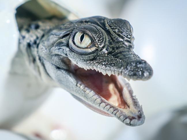 Crocodylus Park welcomed a new clutch of croc hatchlings on Tuesday. Picture: Glenn Campbell