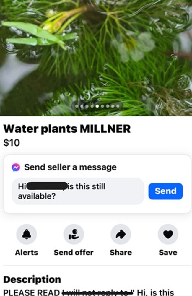 The NT Weed Management Branch was alerted by a member of the public that Cabomba caroliniana was being advertised for sale on Facebook marketplace by a private resident in Millner. Officers were surprised to discover three other weeds of national significance at the suburban home. Picture: Supplied.
