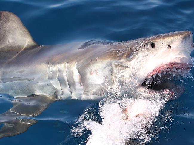 SHARK STOCK -  A 4.5 metre Great White Shark launches from the water to eat a piece of tuna off the coast of Port Lincoln in South Australia. Please see more of my shark photos. Picture: Istock