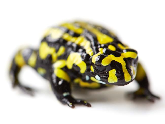 TWAM-20190608 EMBARGO FOR TWAM 8 JUNE 2019NO REUSE WITHOUT PERMISSION  FEE APPLIES Corroboree frogs Pic : Nick Cubbin