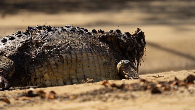 A $10,000 reward has been offered over the killing and dismembering of crocodiles in Far North Queensland.