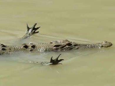 Croc spotted swimming a little differently at Cahills Crossing on September 1. Picture: Belinda Steindorf