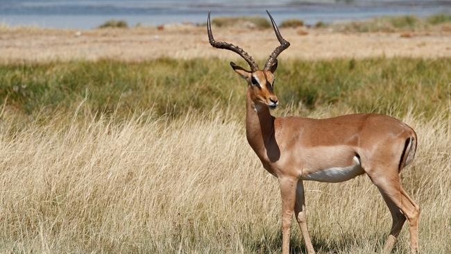 Dumi Dlamini remembers crossing the border from Zimbabwe into South Africa with what his family thought was a dead impala. Picture: istock