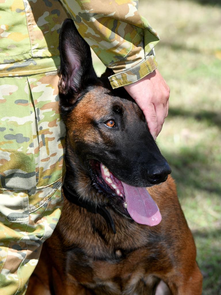 Corporal Nathaniel Horwath with retired military working dog Chewie from 1MP. Picture: Evan Morgan