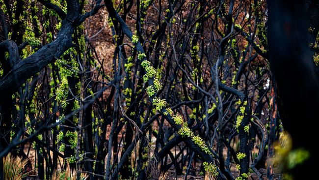 Recovering trees near Gosse, Kangaroo Island. February 2020. Picture MATT TURNER