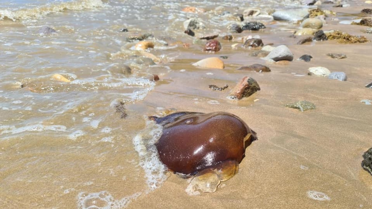 Dr Lisa-Ann Gershwin thinks the creature is a lion’s mane cyanea jellyfish. Picture: Australian Native Animals.