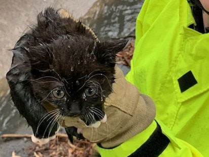 Fire and Rescue NSW (FRNSW) crews have managed to rescue a kitten who had become stuck down a storm water drain on Elva Street, Strathfield just before 8am this morning.A group of students on their way to school noticed the kitten was being swept down the drain and immediately called Triple Zero (000). Firefighters from Concord Fire Station arrived on scene a short time later and, using a ladder were able to access the drain and safely remove the kitten.Thankfully the kitten was uninjured and was dried off and taken to the RSPCA for further check ups.