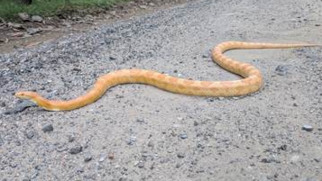 Snakes - Campbelltown City Council