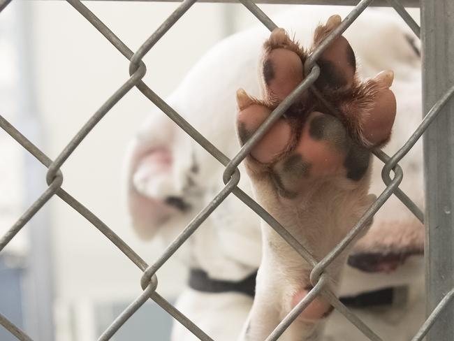 Dog paw closeup from inside a dog shelter kennel. Cage is chain link. The pink paw has cute black spots. puppy farm generic istock