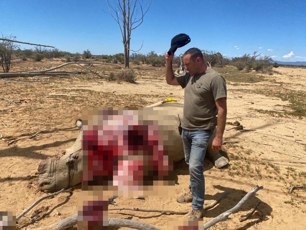 Aquila Collection’s property owner Searl Derman was left ‘traumatised’ by the incident and has since invested in further anti-poaching measures. Picture: Inverdoorn