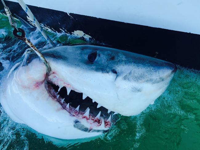 A 2.35m male great white shark caught on SMART drumlines at Main Beach, Evans Head, in northern NSW, on July 21, 2017. Picture: Supplied