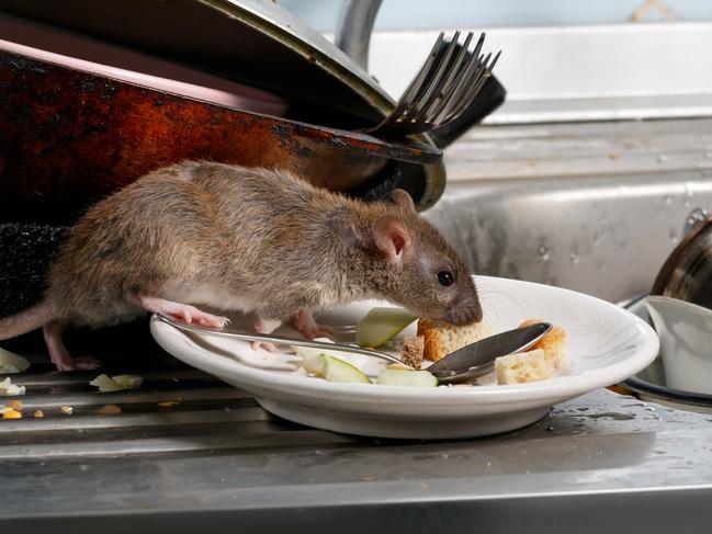 Why rat numbers are booming (and what we’re doing about it)