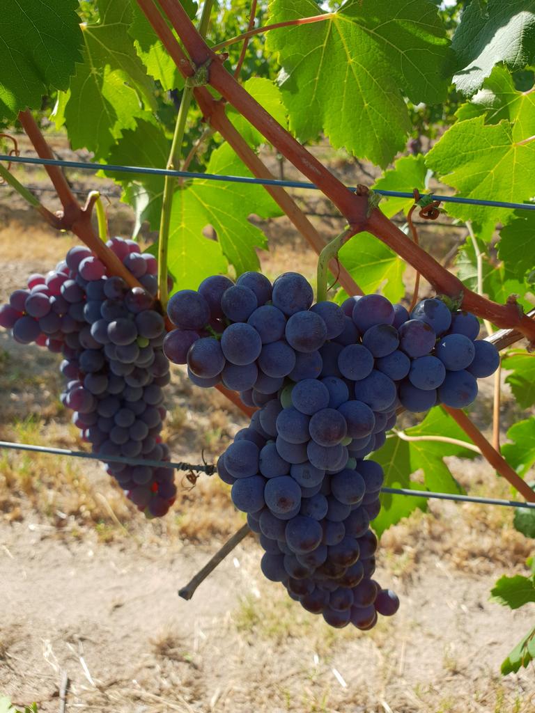 Bunch compaction on a French variety of Pinot Gris.