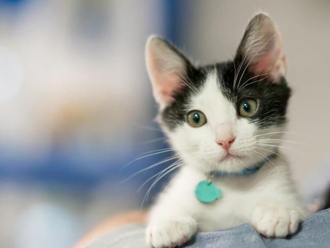 Close-up on a beautiful rescued kitten looking at the camera Ã¢Â€Â“ animal concept