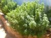 The high life: 66-year-old man arrested for 20 illicit plants