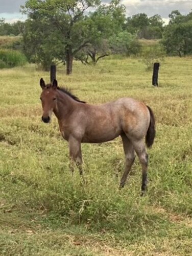 One of the horses owned by Dragons star Ben Hunt, who owns BH Performance Horses, a campdrafting and cutting business in Rockhampton. Credit: Supplied