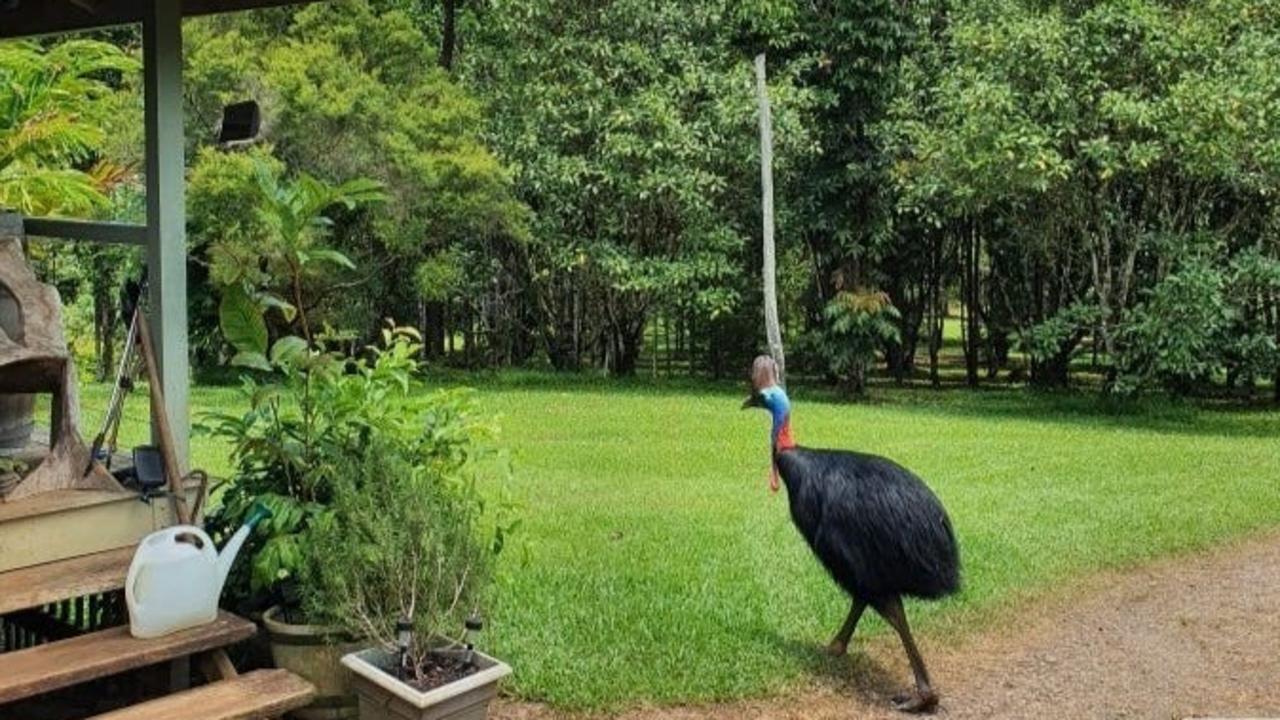 That’s not a budgie! 611 Brooks Road, Mungalli, is home to roaming cassowaries