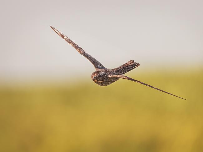 Richard Sanchez, of Cuba, admitted he had luck on his side capturing this striking photo of a common nighthawk which was circling his vehicle in Florida. It won bronze in the Birds in Flight category. Picture: Richard Sanchez / Bird Photographer of the Year