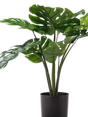 Monstera.