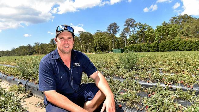 Justin Agostinelli is distraught after the loss of most of the Beerwah strawberry crop after a recent hail storm. Picture: Warren Lynam