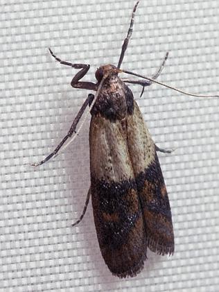 The Indian Meal Moth / Picture: Supplied