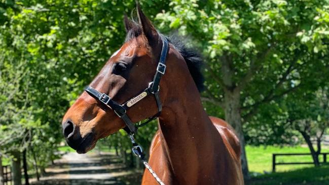 Redzel enjoying life at Racing NSW’s Equine Welfare property Bart’s Farm. Picture: Team Thoroughbred NSW.