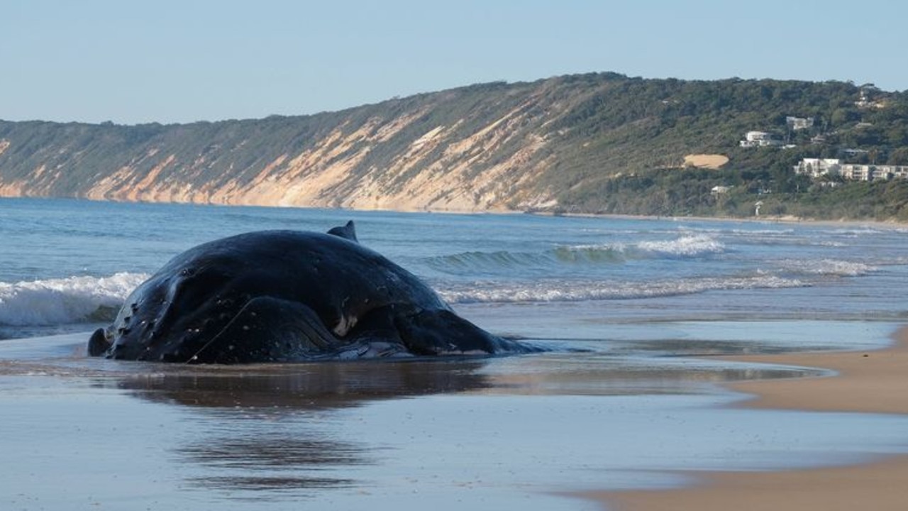 Grim choices after dead whale washes up at Rainbow Beach
