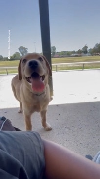 Cute passenger shocks Melbourne commuters