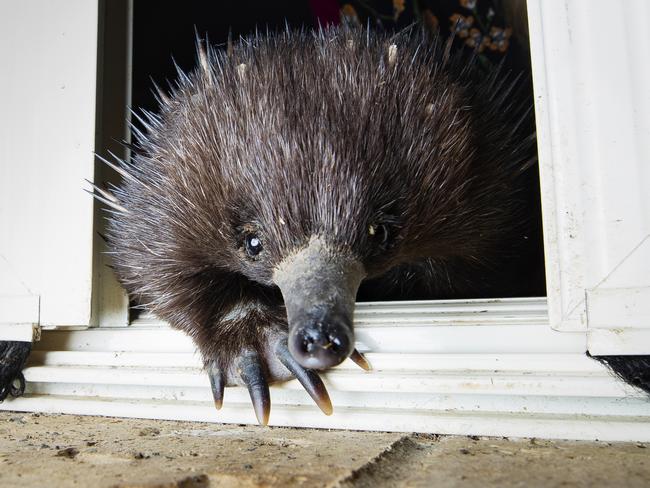 Eight-month-old Echidna Novak. Picture: Lachie Millard