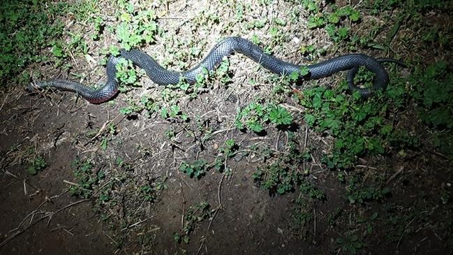 The snake had injuries. Picture: Australian Snake Catchers