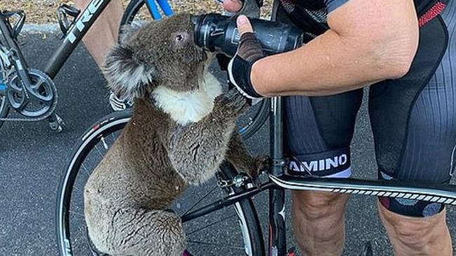 A cyclist gives a koala a drink. Picture: Facebook