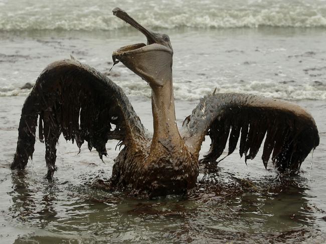 A pelican struggles to lift its wings under the weight of the oil. Picture: Charlie Riedel